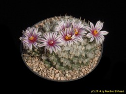 Turbinicarpus panarottoi 1599